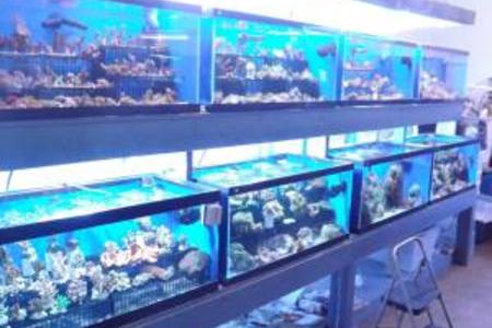 Saltwater fish outlet shop near me