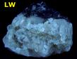 Fluorescent & Phosphorescent Calcite on clam shell - Rucks pit, Fort Drum, Okeechobee Co., Florida, USA - for sale