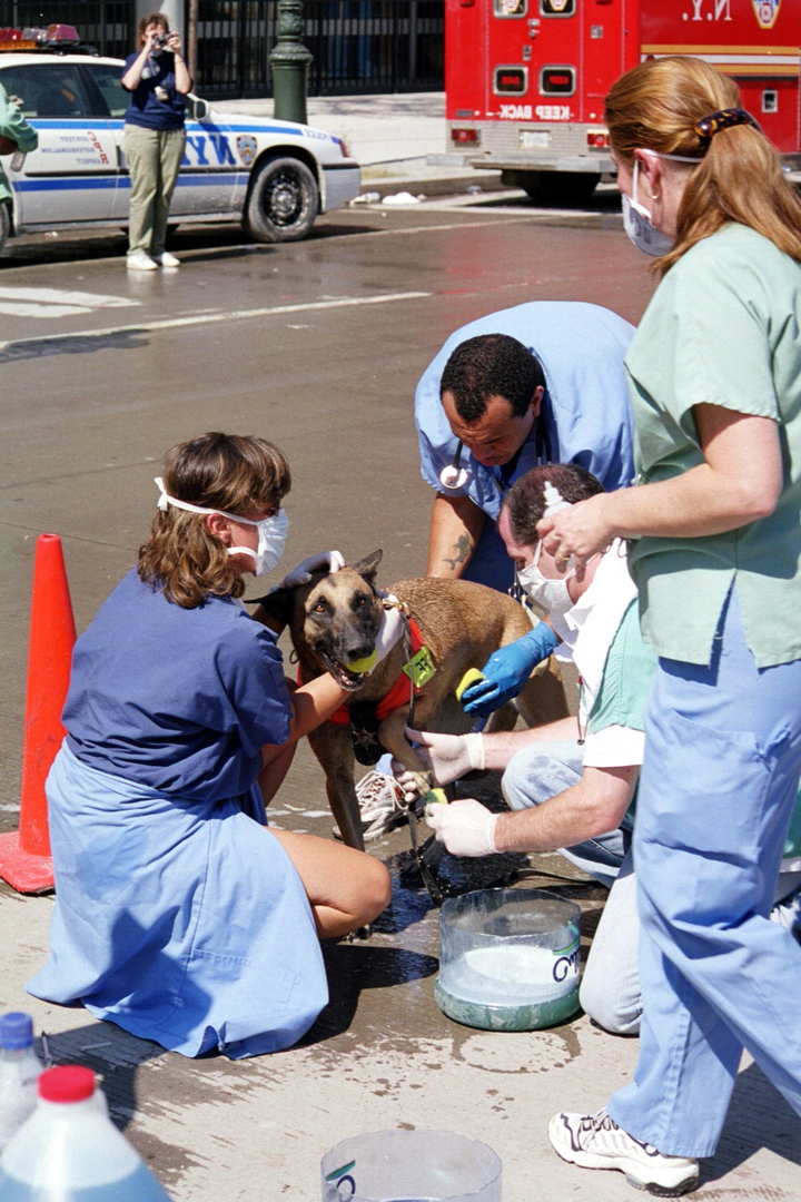 Empire State Animal Response Team