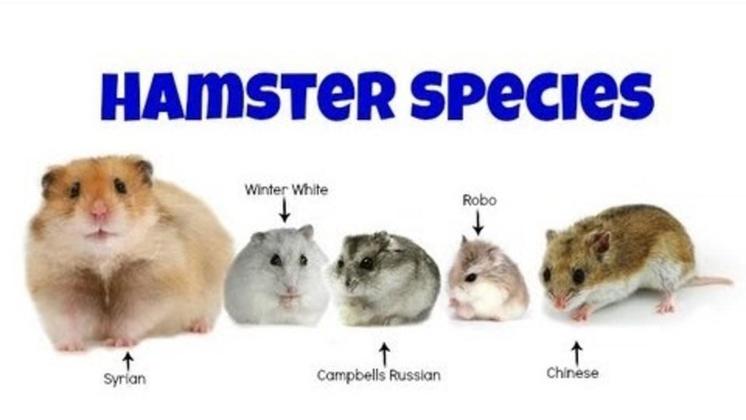 Types Of Campbell Dwarf Hamster Diet