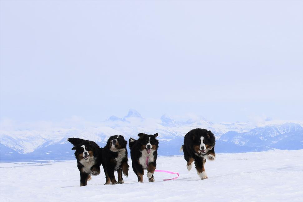 Bernedoodle Puppies Playing on Snow - Utahbernedoodle