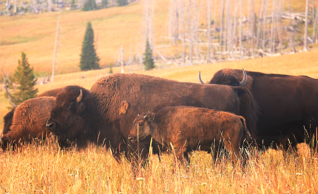 Yellowstone Bison, Mirror Plateau, Yellowstone National Park, wildlife, pack trips, day rides, Mike Thompson