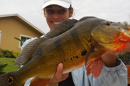 A big Florida Peacock Bass