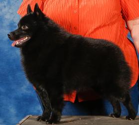 Safari schipperkes sales