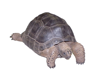 aldabra giant tortoise baby