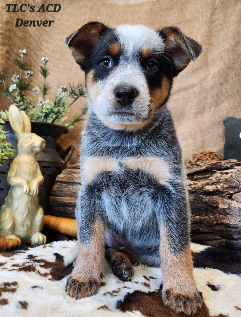 Tlc australian cattle store dogs