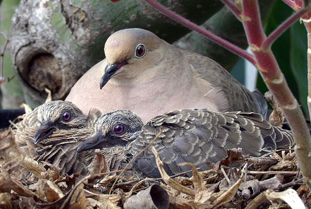 mourning dove eggs size