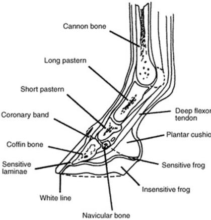 Hoof Anatomy