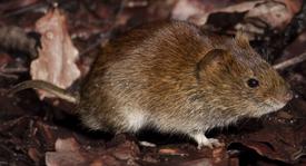 Meadow vole