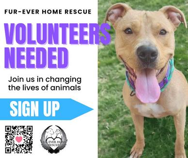 Furever homes sale rescue