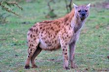 Favorite pictures of hyena and jackal from Tanzania