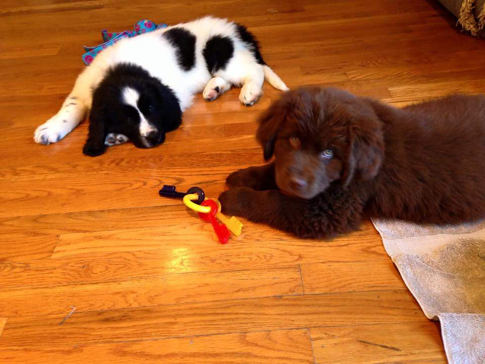 Newfoundland Puppies of Umfleet Farms