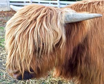 Black highland cattle,Scottish highland cattle, Highland cattle black,Highland cattle, Highland calves