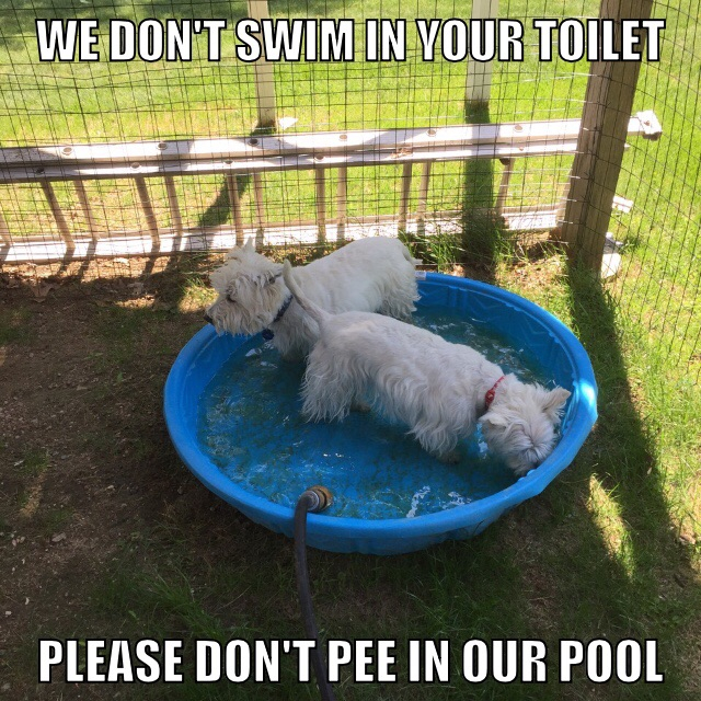 Do westies 2024 like water