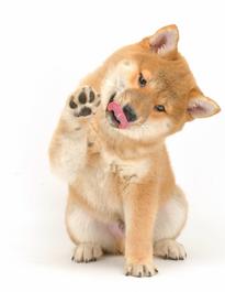 Shiba puppy for sale
