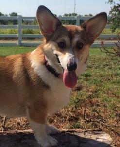 Kansas City Corgi Breeder