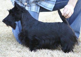 Scottie breed hot sale cut