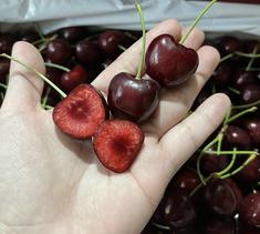 Cherry New Zealand bán tại Hà Nội