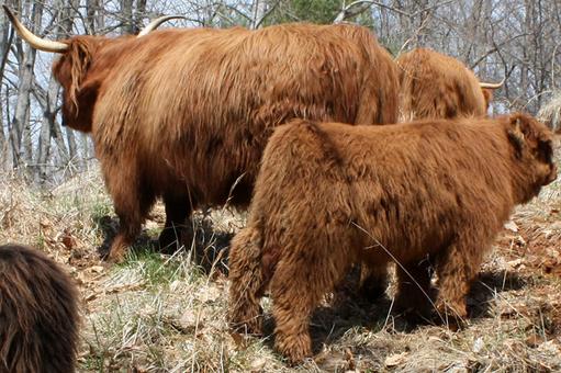 Highland cattle black,Scottish highland cattle,Black highland cattle,Highland cattle, Highland calves