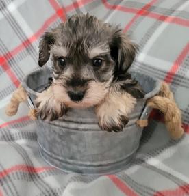 Dories hot sale mini schnauzers