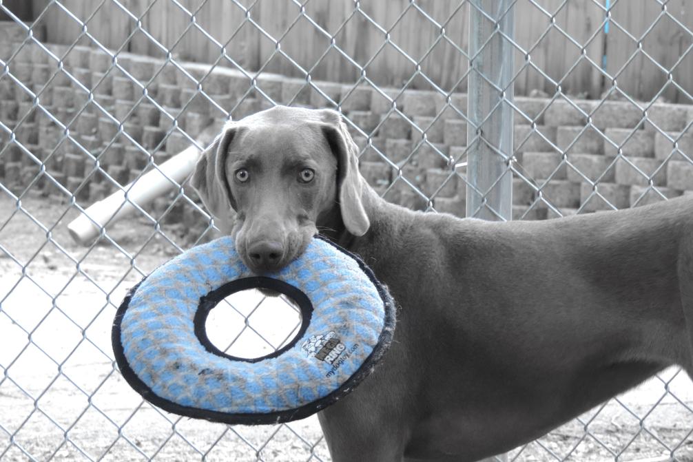 Kennel or board pets in Augusta, GA