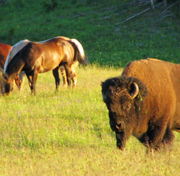 Yellowstone National Park, pack trips, wildlife, bison, horses