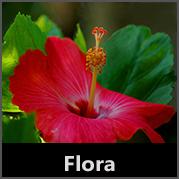 Flora