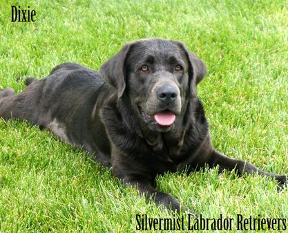 Silvermist labradors best sale