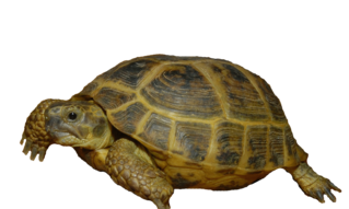 russian tortoise clipart