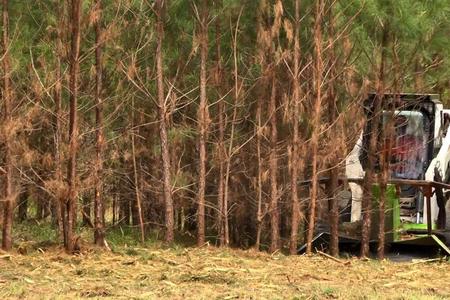 Dependable Tree Clearing Service in Lincoln NE | LNK Junk Removal