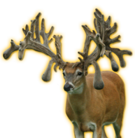 ROLEX WHITETAIL BREEDER BUCK
