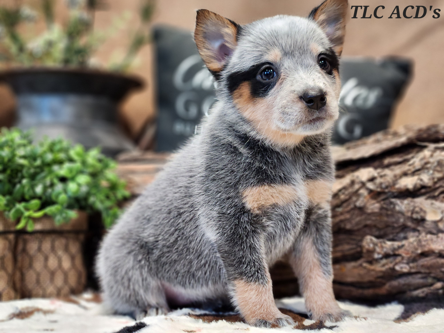 Tlc australian cattle hot sale dogs