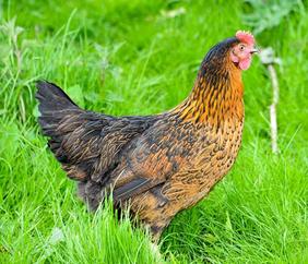 Rhoderock hybrid hen for sale at Chickenfeathers in Scotland