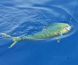 mahi fishing charters