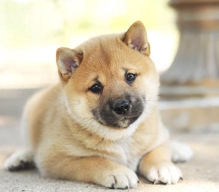 Sunny store terrace shibas