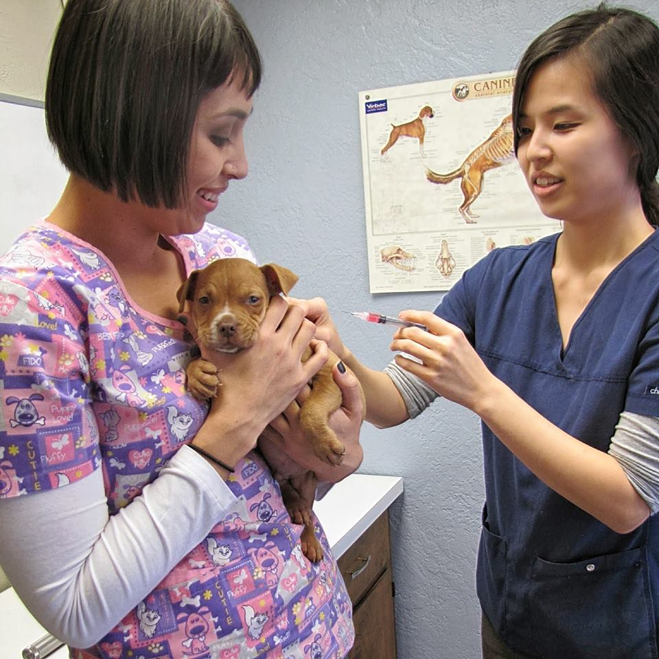 Shield Stone Pet Hospital In Fresno Ca About