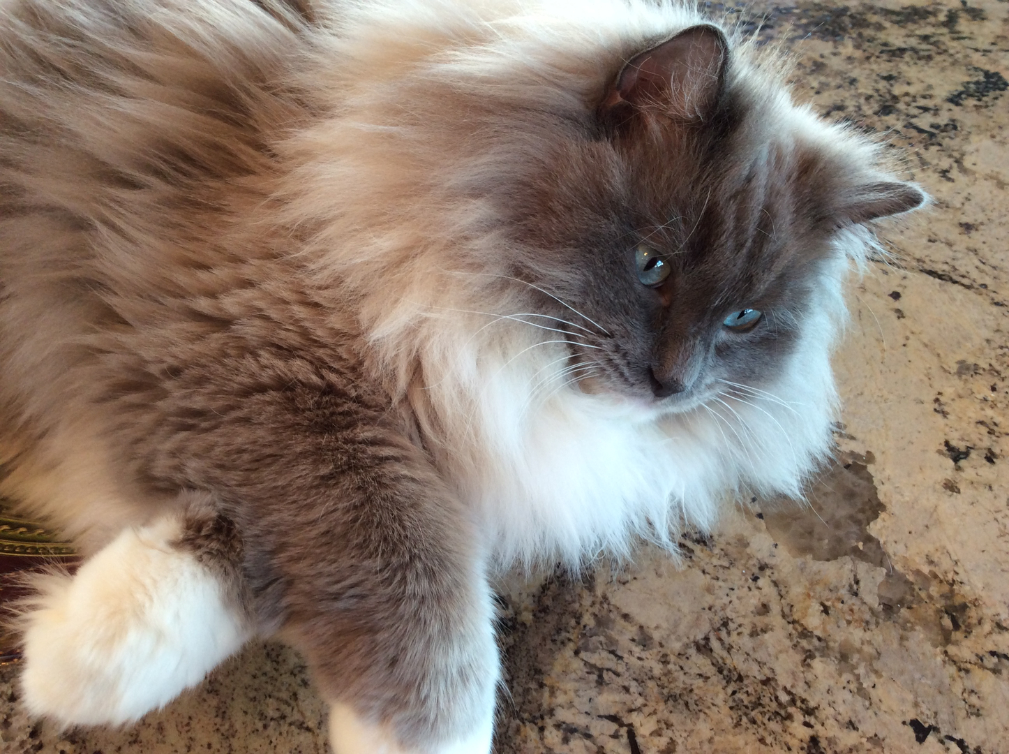 Carolina best sale mink ragdolls