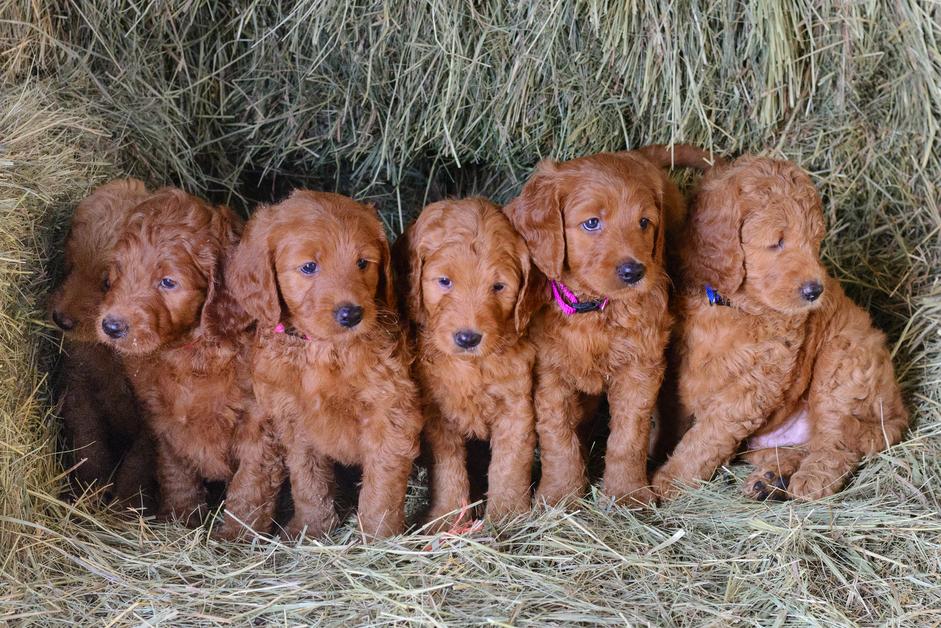 Red 2024 f1 goldendoodle