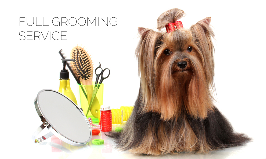 Dog hotsell brushing service