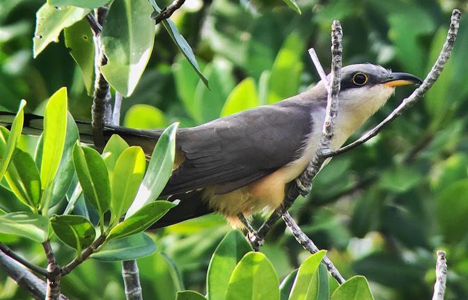 Mangrove Cuckoo