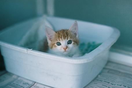 Why is shop kitten eating litter