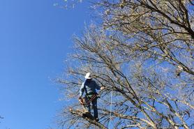 Tree Services Round Rock || Garden Experts