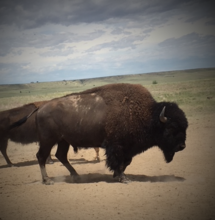 Buffalo on Colorado Ranch Managed by David Wentz
