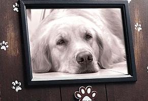 Black and white photo of golden retriever dog lying on floor with face looking into the camera. Brown wooden frame with silver paw prints all around.