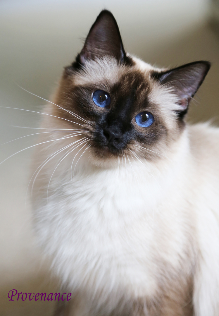 Balinese cat sales hypoallergenic cats