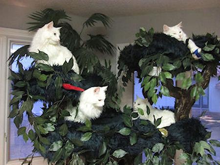 Lots of Room for Kitties on Fantasy Cat Trees