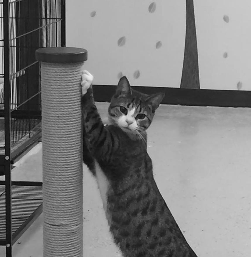 Cozy Cats Hotel in Cary, North Carolina