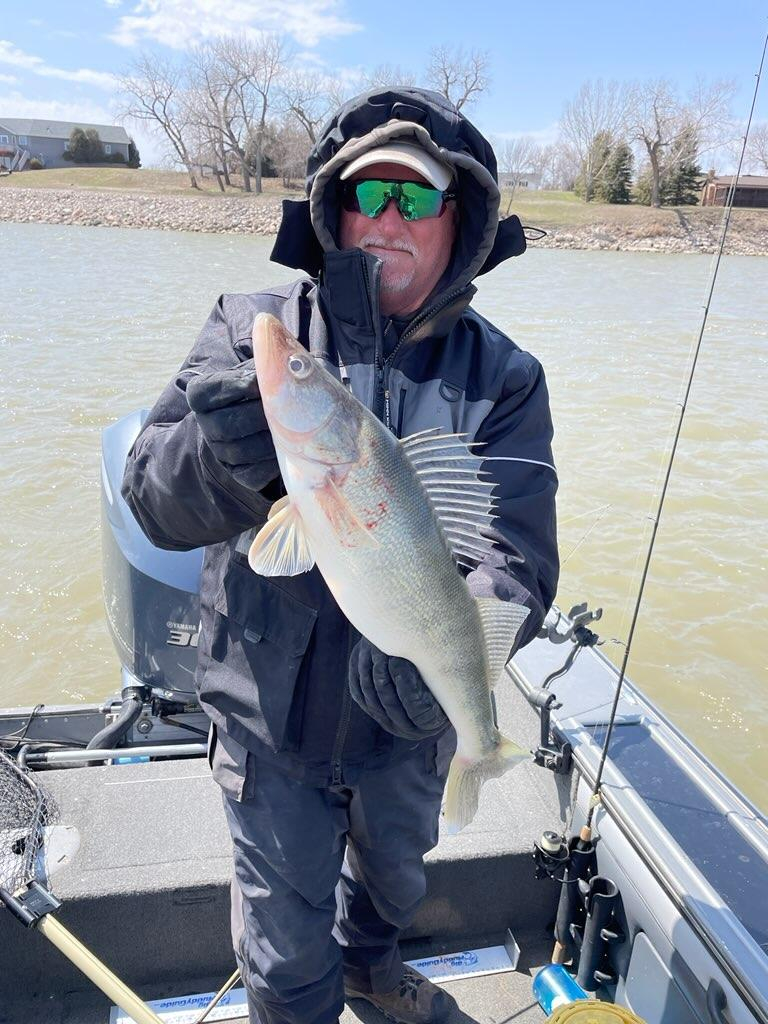 New Town North Dakota Spring Walleyes 