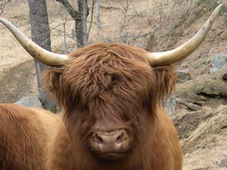 Scottish highland cattle,Black highland cattle,Highland cattle black,Highland cattle, Highland calves