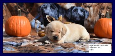lab puppy for sale best breeder in united states